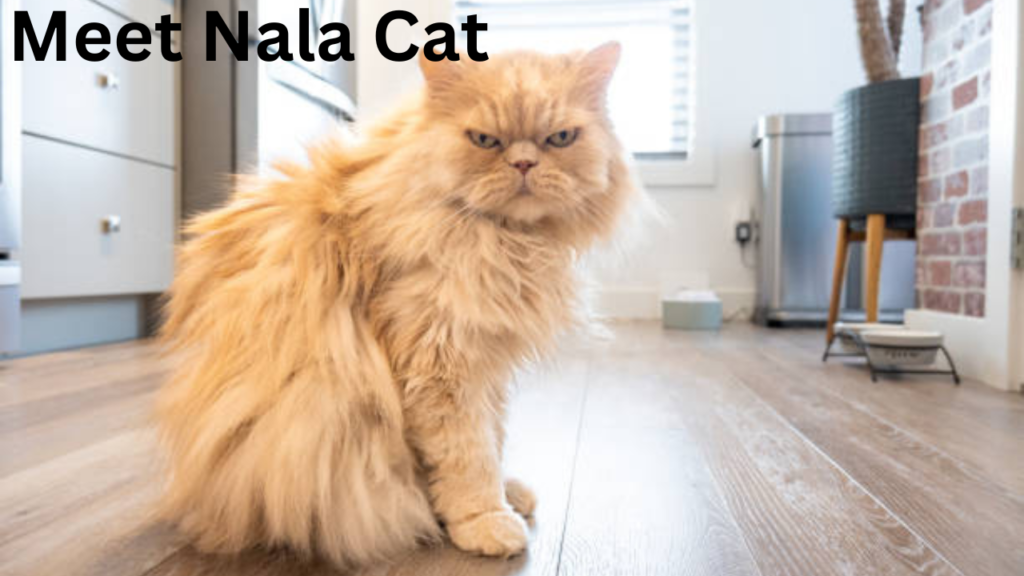 Meet Nala Cat