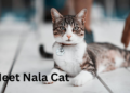 meet nala cat: the instagram star with a ton of fo - tymoff