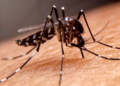 Mosquito Control During Renovations: Essential Strategies for a Bite-Free Project