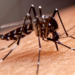 Mosquito Control During Renovations: Essential Strategies for a Bite-Free Project