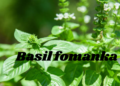 basil fomanka